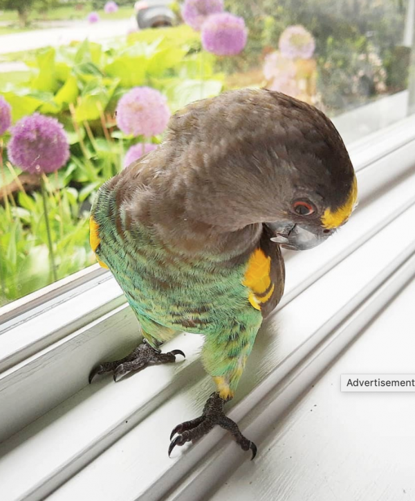 Meyer's parrot for sale