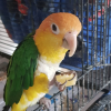 caique parrot for sale