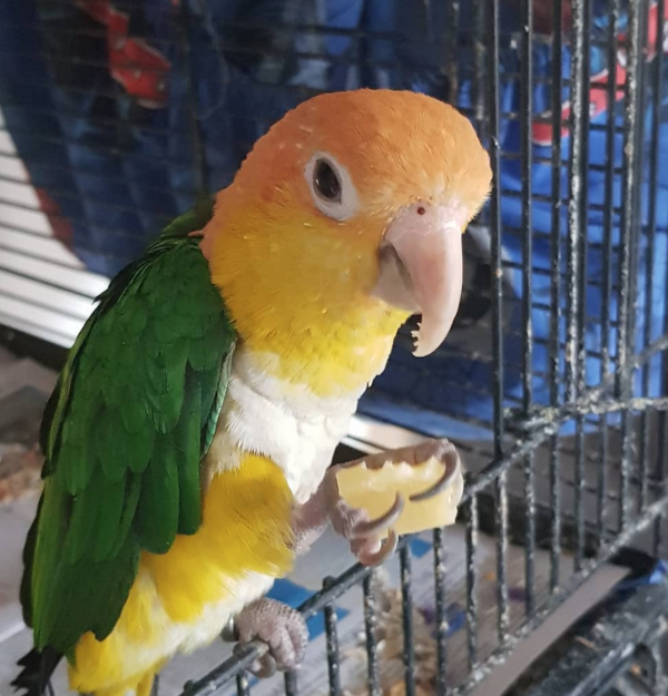 caique parrot for sale