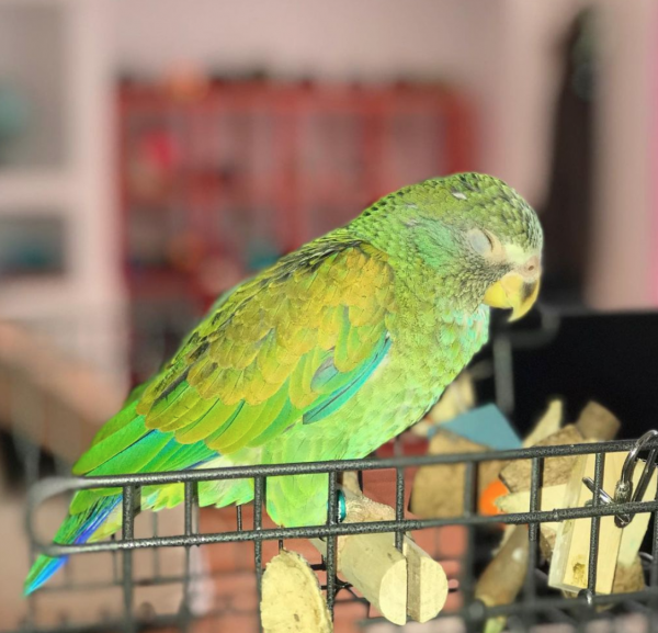 pionus parrot for sale
