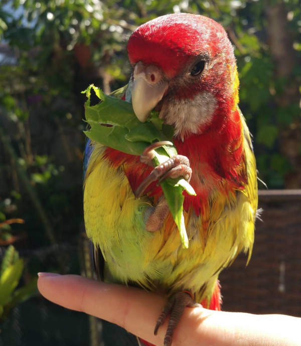 rosella parrot for sale