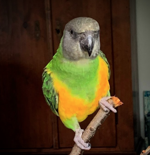 senegal parrot