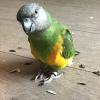 senegal parrot for sale