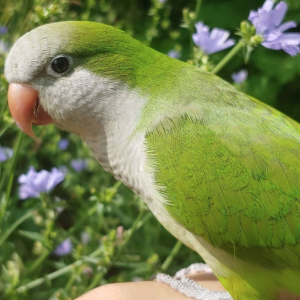 green quaker parrot for sale
