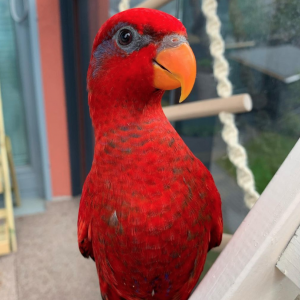 red lory for sale