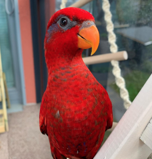 red lory for sale