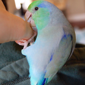 pacific parrotlet for sale