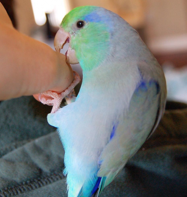 pacific parrotlet for sale