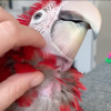 green winged macaw for sale