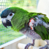 Hahn's Macaw For Sale