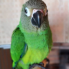 dusky headed parakeet for sale