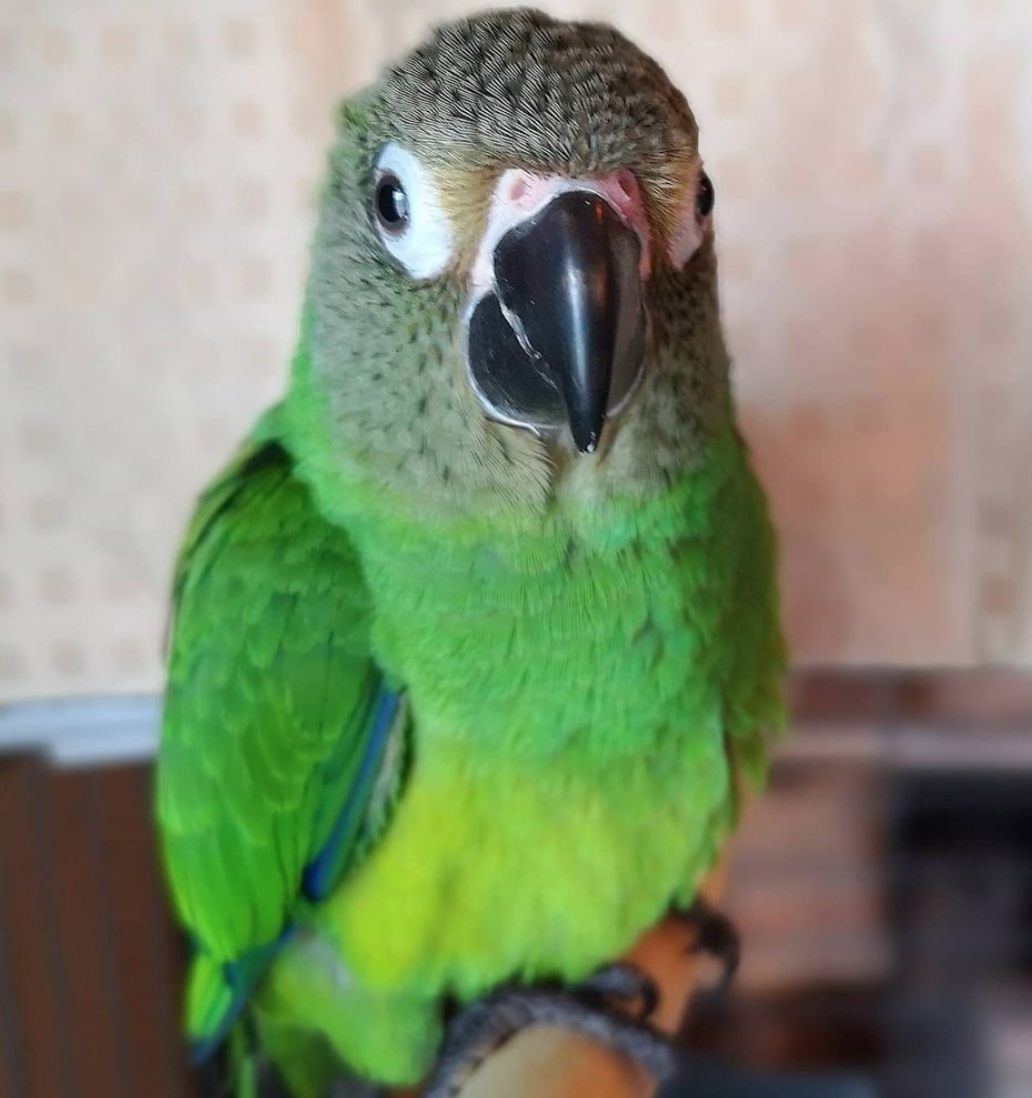 Dusky Headed Parakeet For Sale - Buy Online - Best Breeders USA & UK
