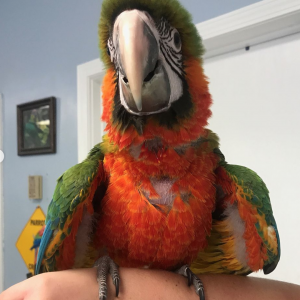 harlequin macaw for sale