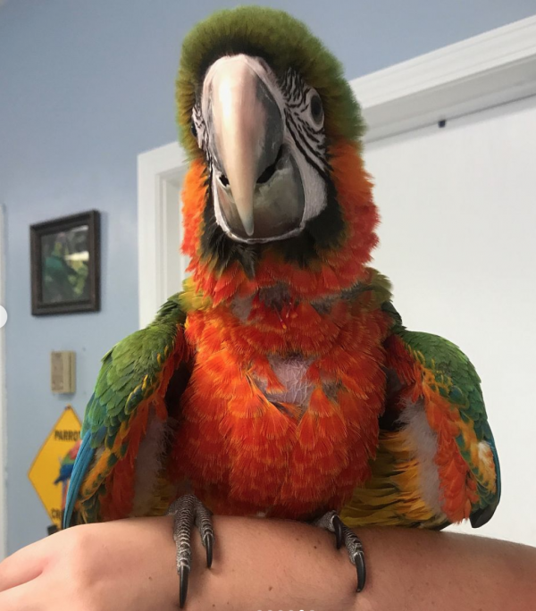 harlequin macaw for sale