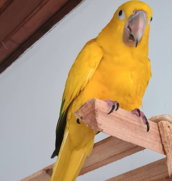 golden parakeet for sale