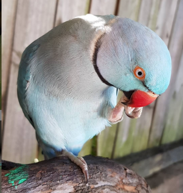 indian ringneck parakeet for sale
