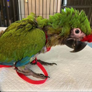 Military macaw for sale