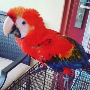 scarlet macaw for sale