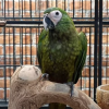 red bellied macaw for sale