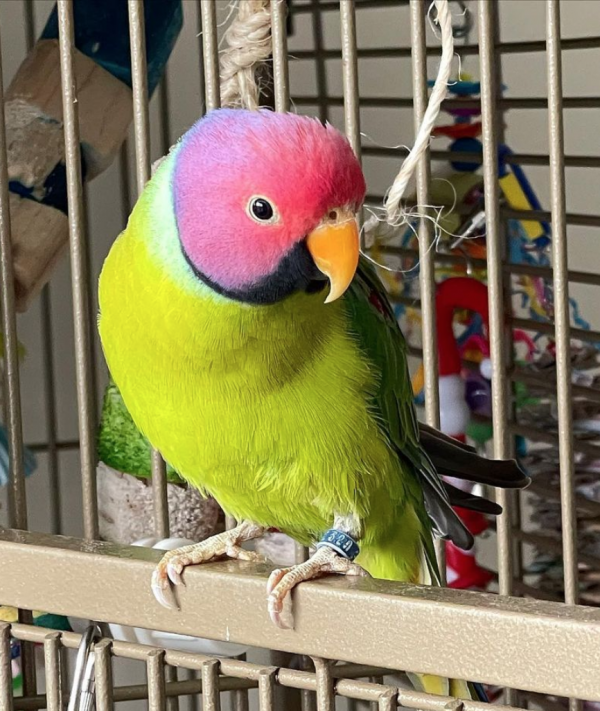 plum headed parakeet for sale