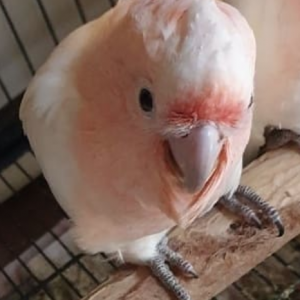 major mitchell's cockatoo for sale