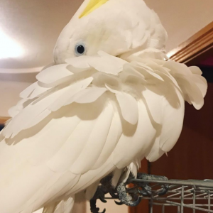 sulphur yellow crested cockatoo for sale