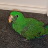 grand eclectus for sale