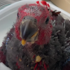 red sided eclectus parrot for sale