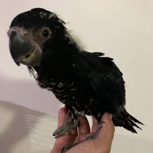 black cockatoo for sale