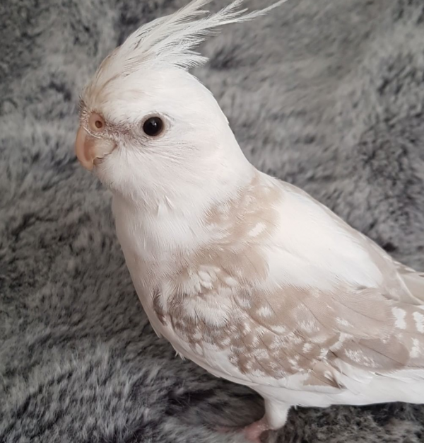 white cockatiel for sale