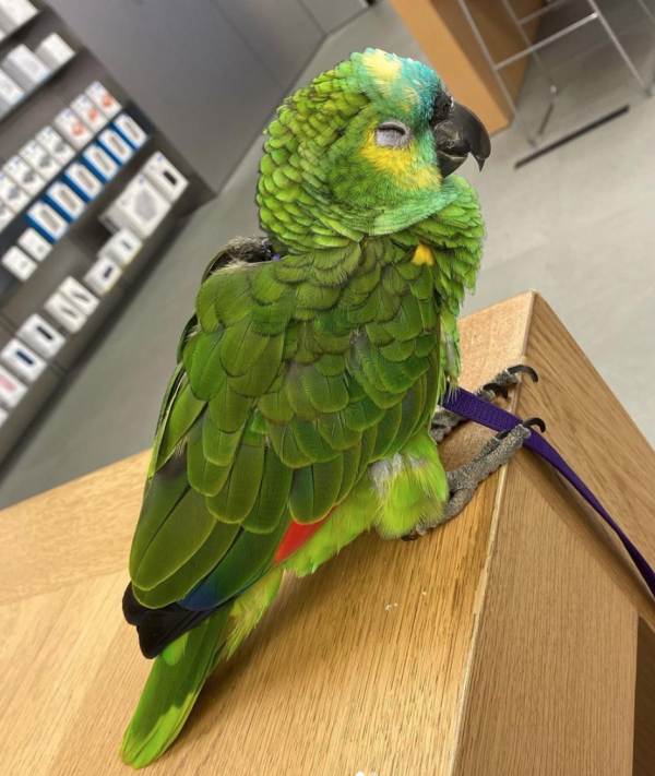 blue fronted amazon parrot for sale