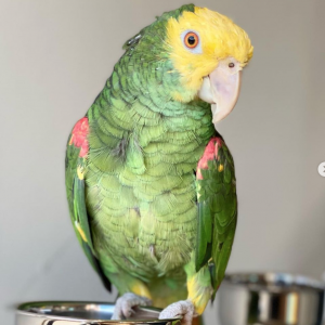 Double yellow head amazon parrot for sale