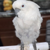 umbrella white cockatoo for sale