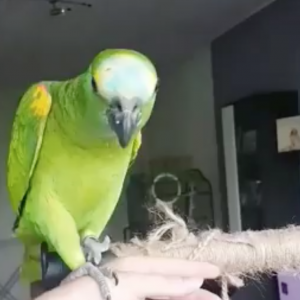 green amazon parrot for sale