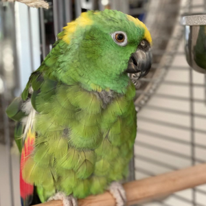 yellow naped amazon for sale