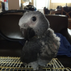 timneh african grey for sale