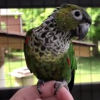 back capped conure