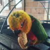 jenday conure for sale