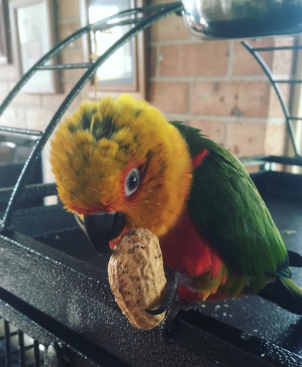 jenday conure for sale