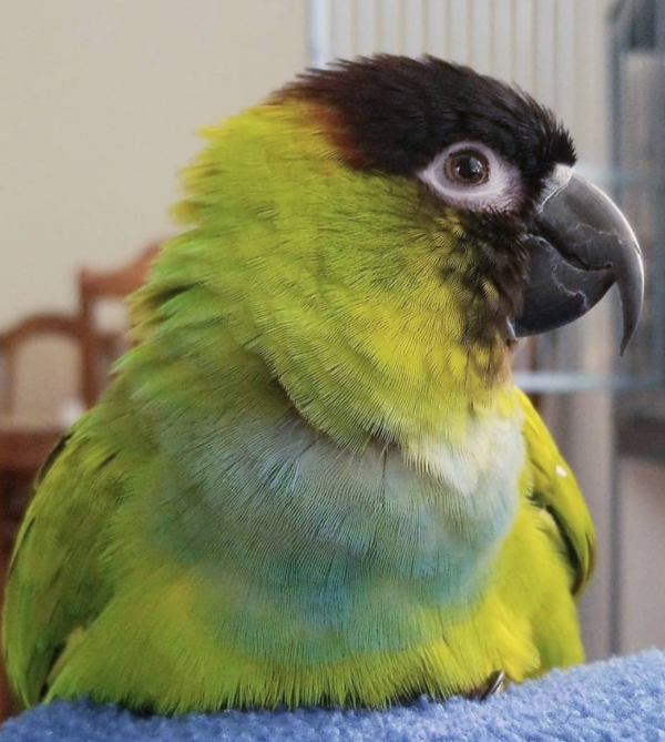 Nanday Conure For sale