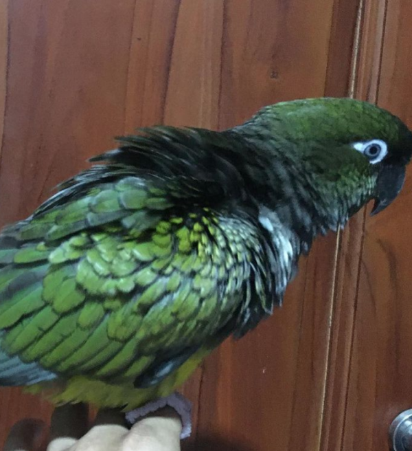 patagonian conure for sale
