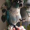 Turquoise Conure for sale