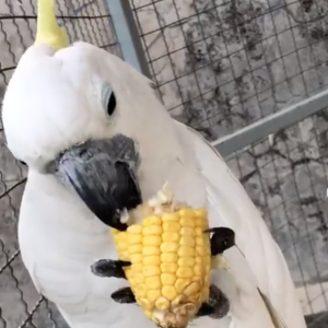 yellow crested cockatoo