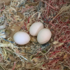 Macaw Parrot Eggs for sale